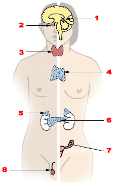 https://upload.wikimedia.org/wikipedia/commons/d/da/Illu_endocrine_system.png