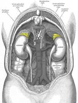 https://upload.wikimedia.org/wikipedia/commons/thumb/f/f5/Gray1120-adrenal_glands.png/256px-Gray1120-adrenal_glands.png?uselang=pl